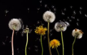 paardenbloem
